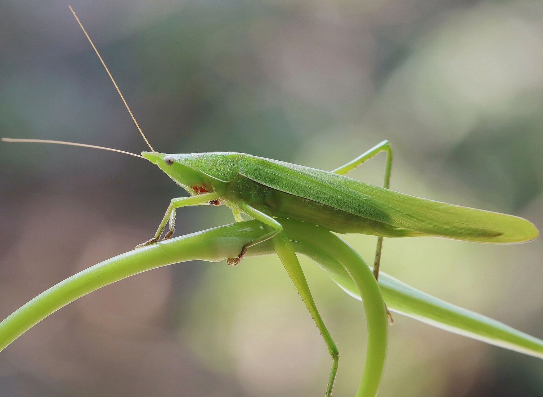 蚂蚱,高清的图片