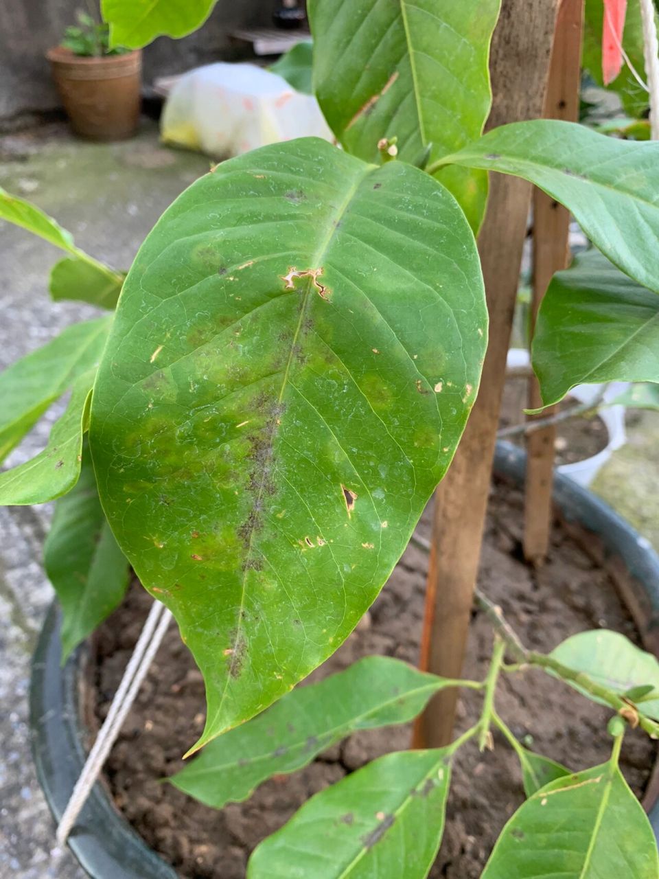 白兰花叶子中间发黑救助大师指点什么原因?