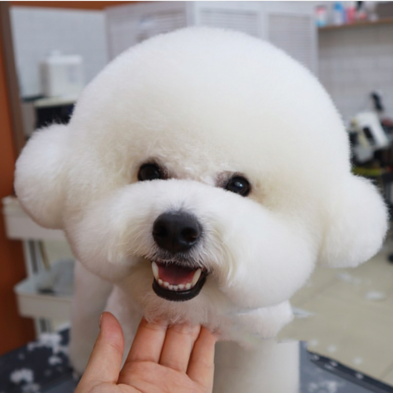 0998222800比熊贵宾犬造型图分享 06宝藏博主又来分享啦!