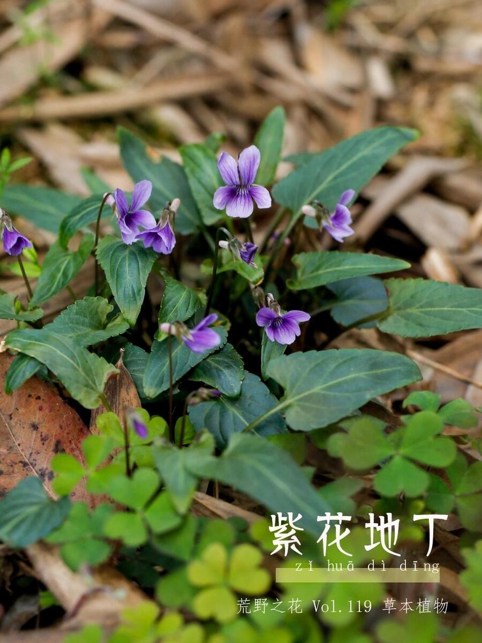 鞋子花野菜图片