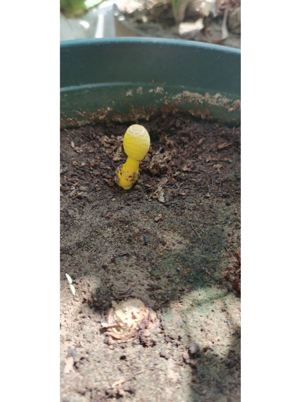 今天发现花盆里长了一个黄色蘑菇 今天无意看见花盆里长了一个黄色