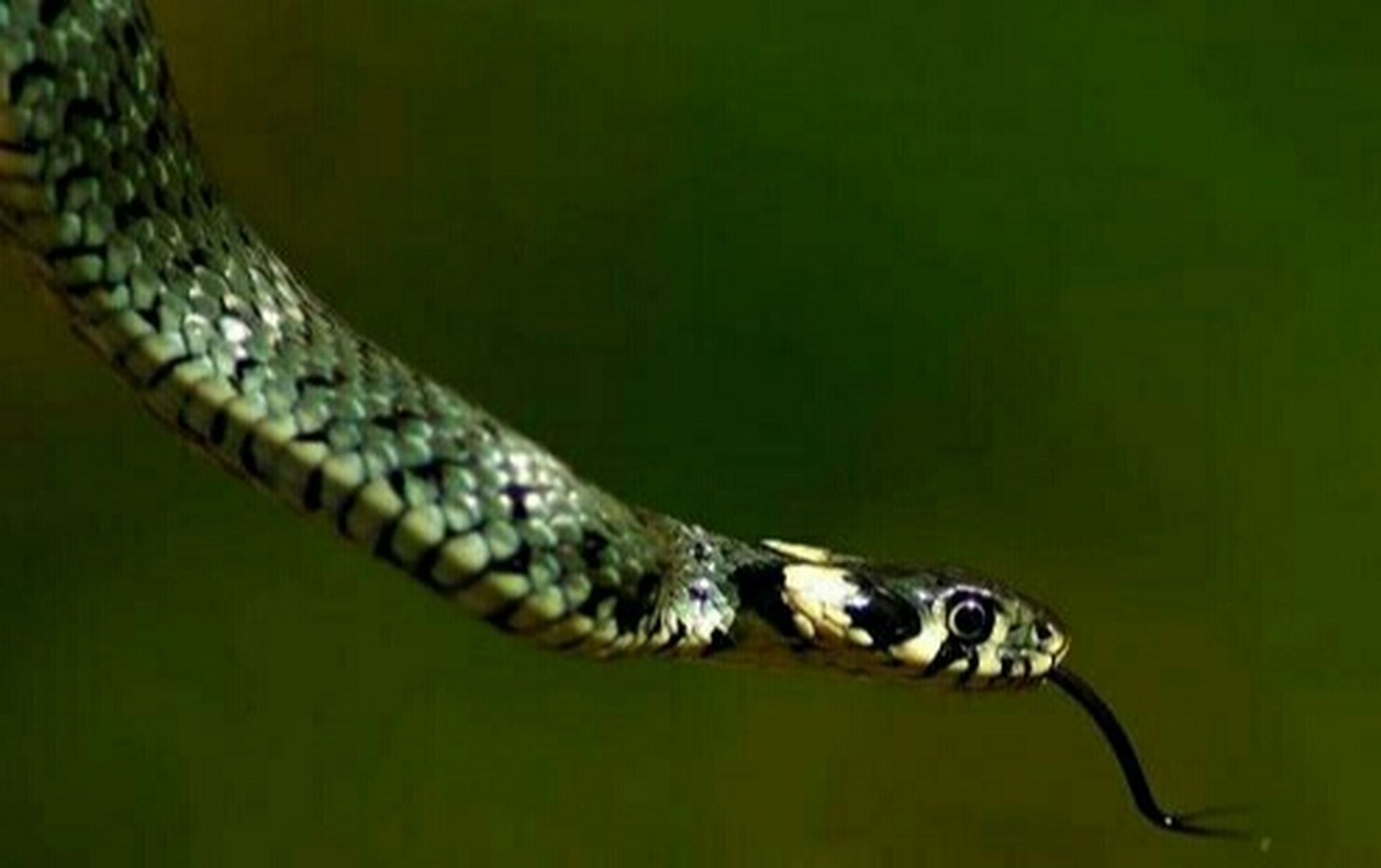 上班的人梦见蛇往床上爬,预示着近期你的生活总是过得忙碌,只有不断地