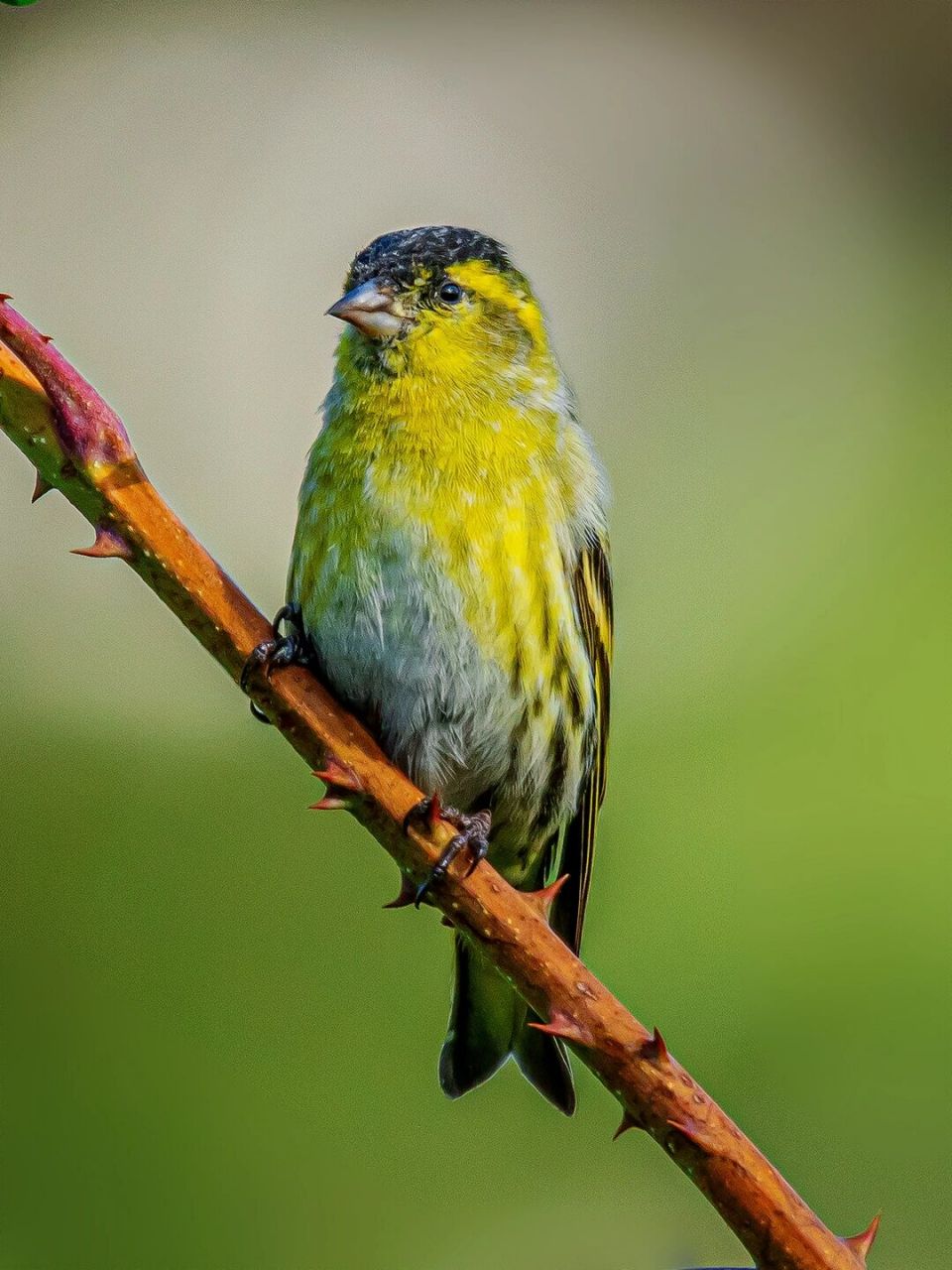 鸟类图鉴|黄雀 黄雀是候鸟,每年的4月和10月能短暂的看见它,由于城市
