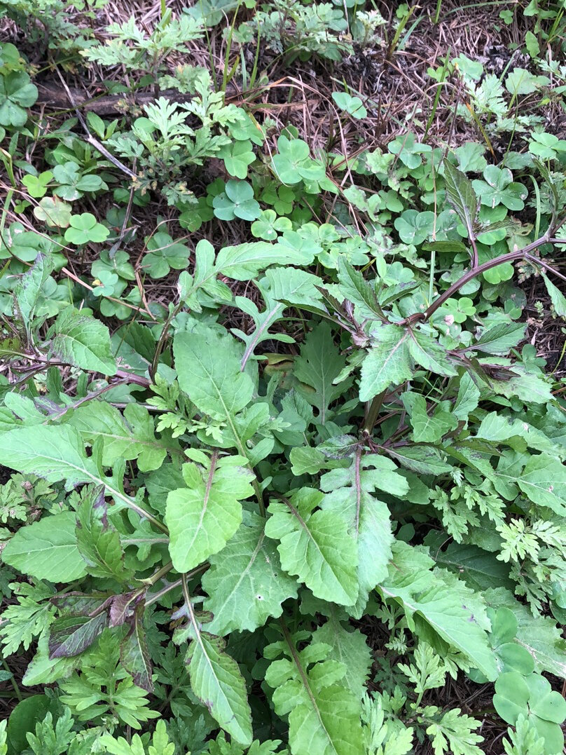 这是什么野菜,我摘之前看见有前人摘的痕迹,估计是可以吃的,到底是