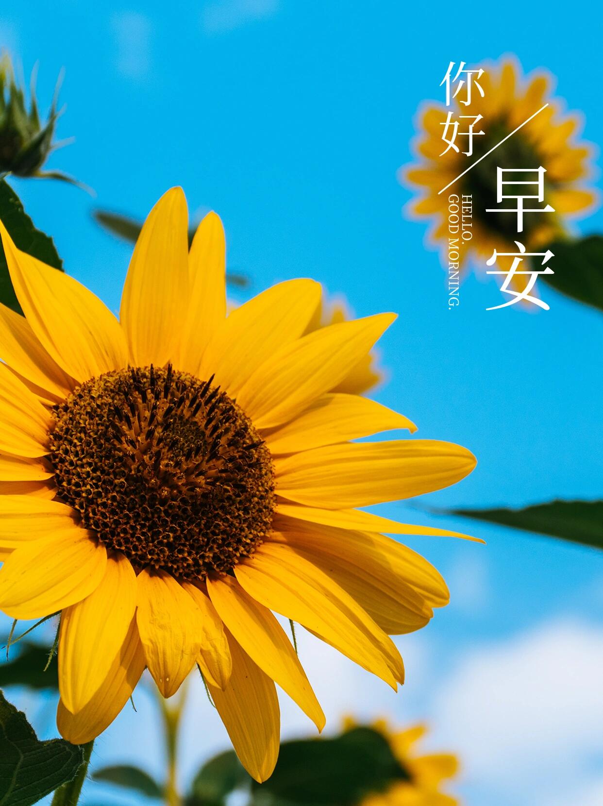 朋友圈早安图日签图|一周不重样97