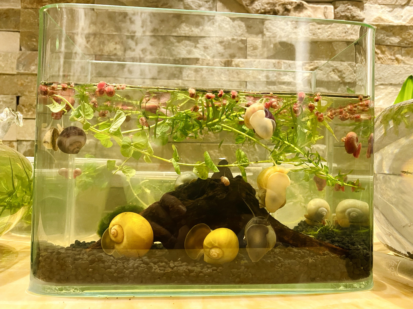 观赏海螺饲养和繁殖 今年五月份买的海螺,有黄金螺,蓝神秘螺,苹果螺