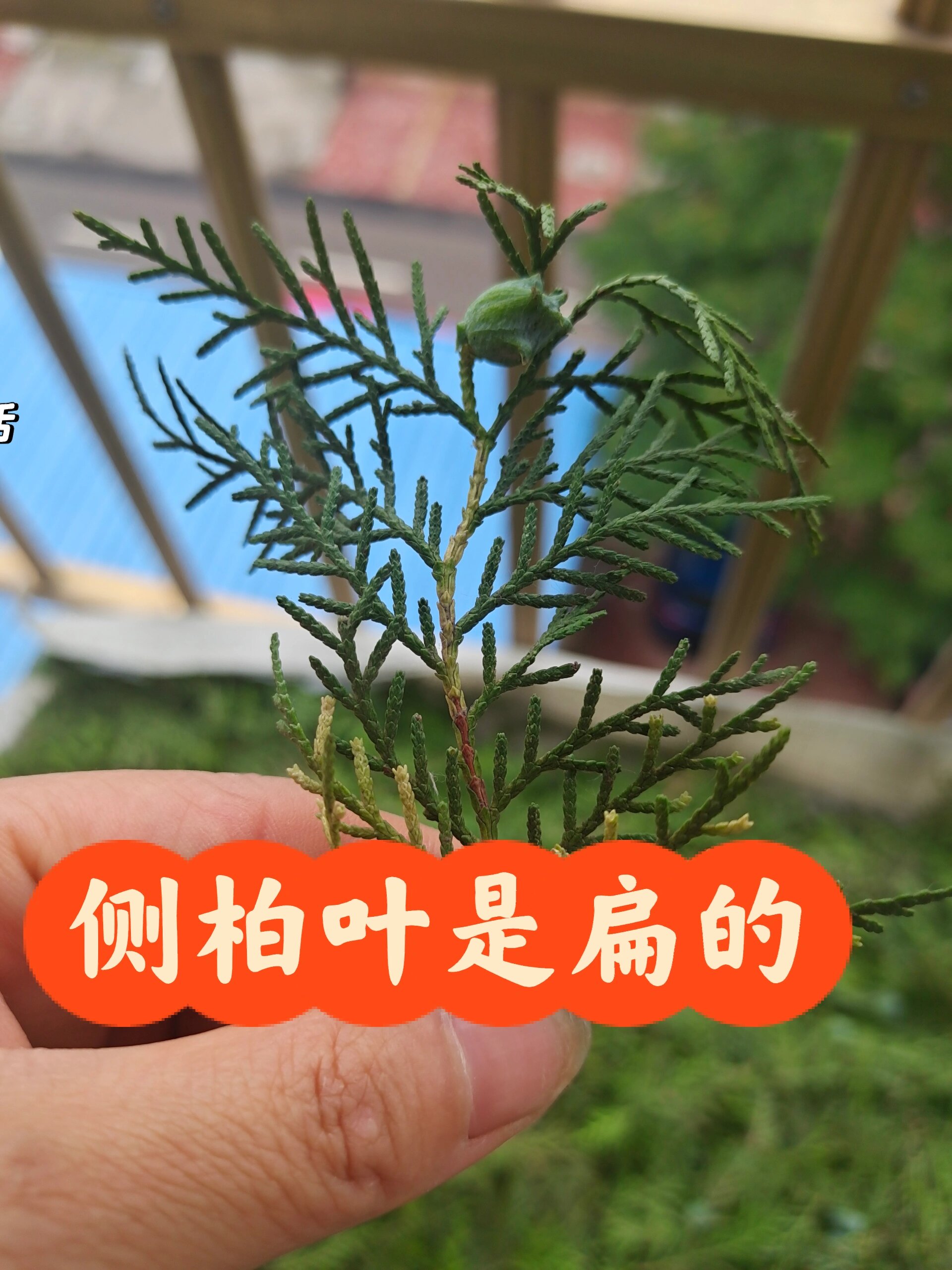 发现很多薯友分不清哪个是侧柏叶