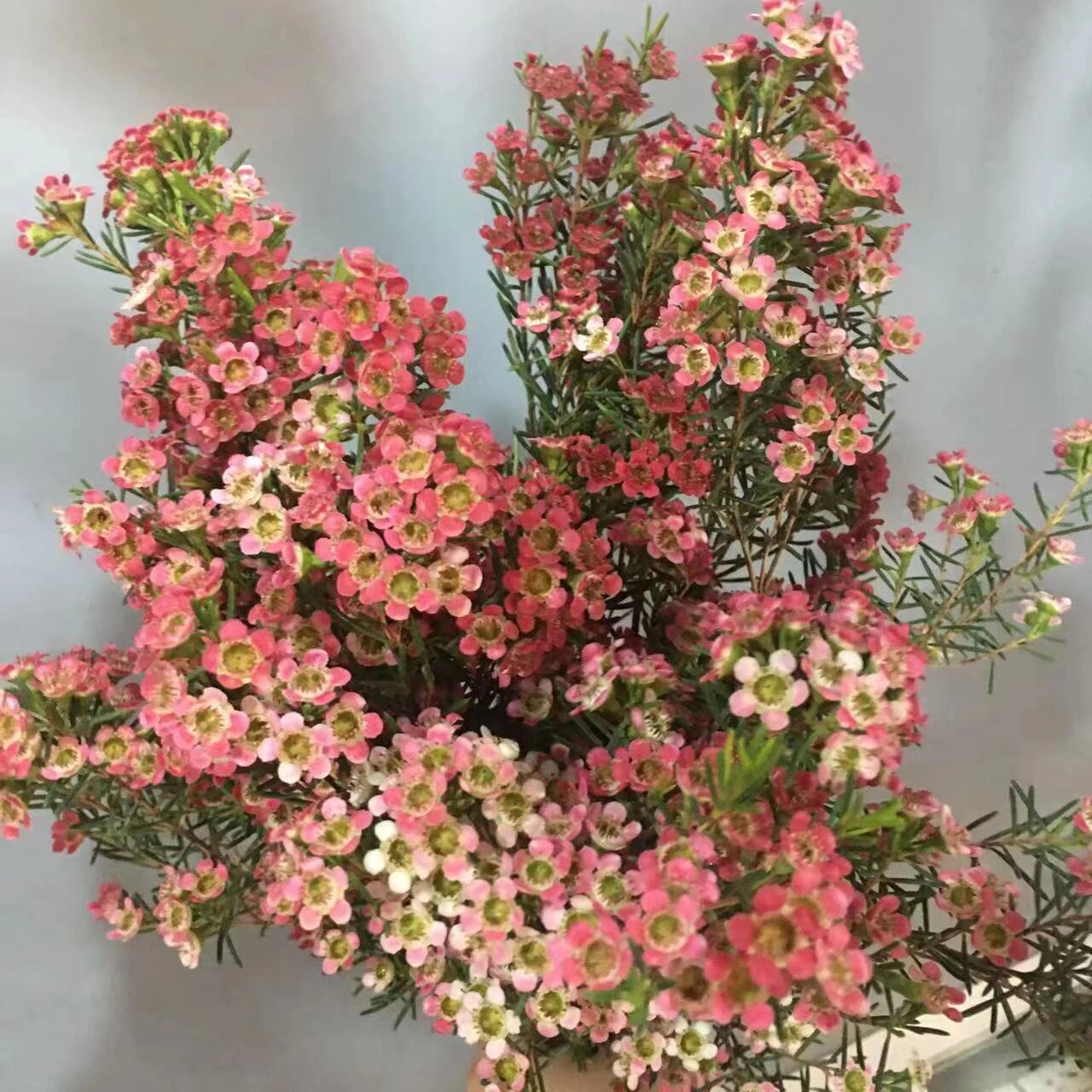 鲜花零售批发|傲梅 养护澳梅花首先要根据枝条的长度,来选择容器的