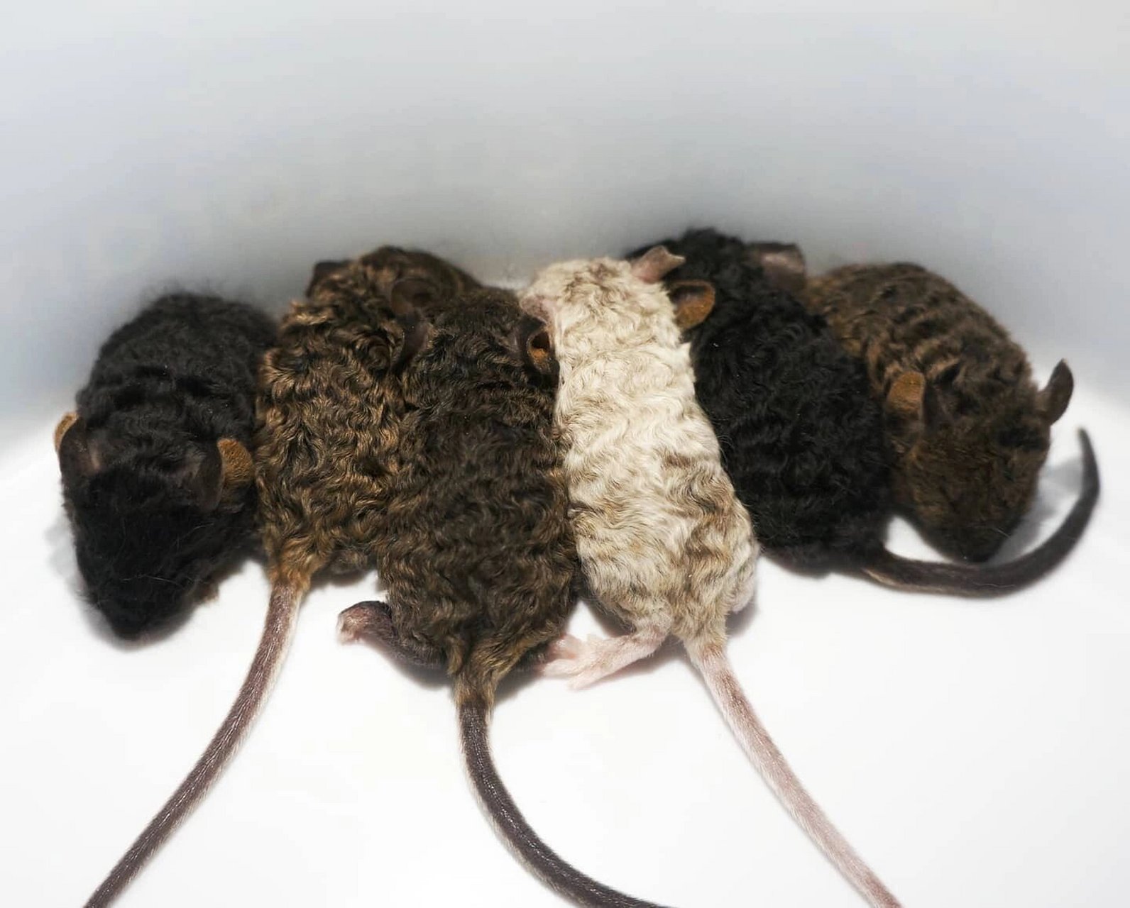 关于群居:缎子鼠的妹妹是可以群居的 但群居的数量