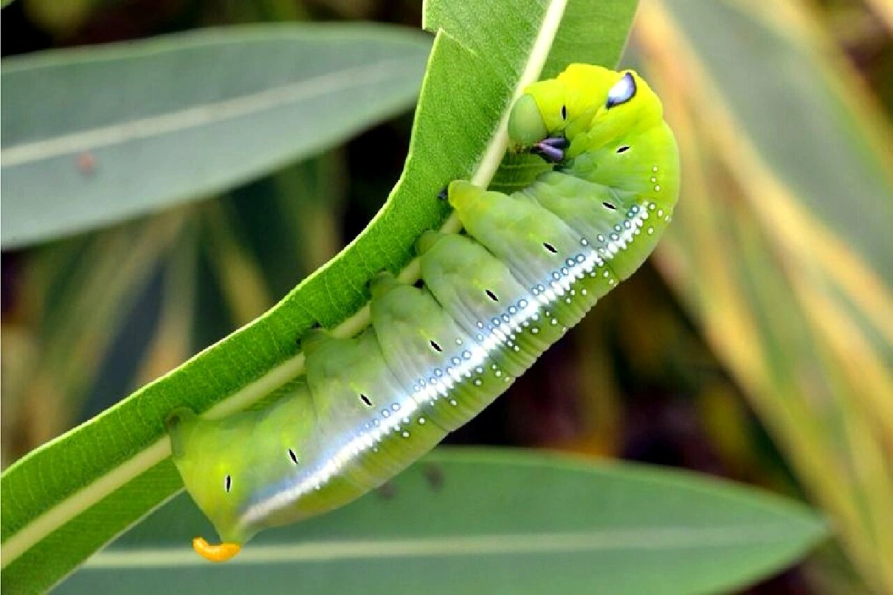 我长这么漂亮就是为了吓退你 今天分享的是夹竹桃天蛾是天蛾科白腰
