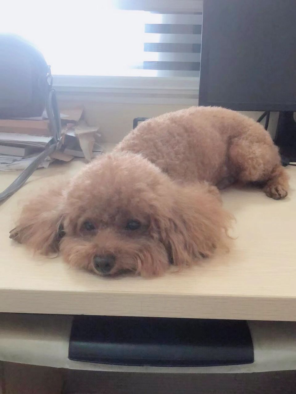 日常 打完针的狗勾 #作业# #su# #su# #sketchup# #草图大师# #su草图