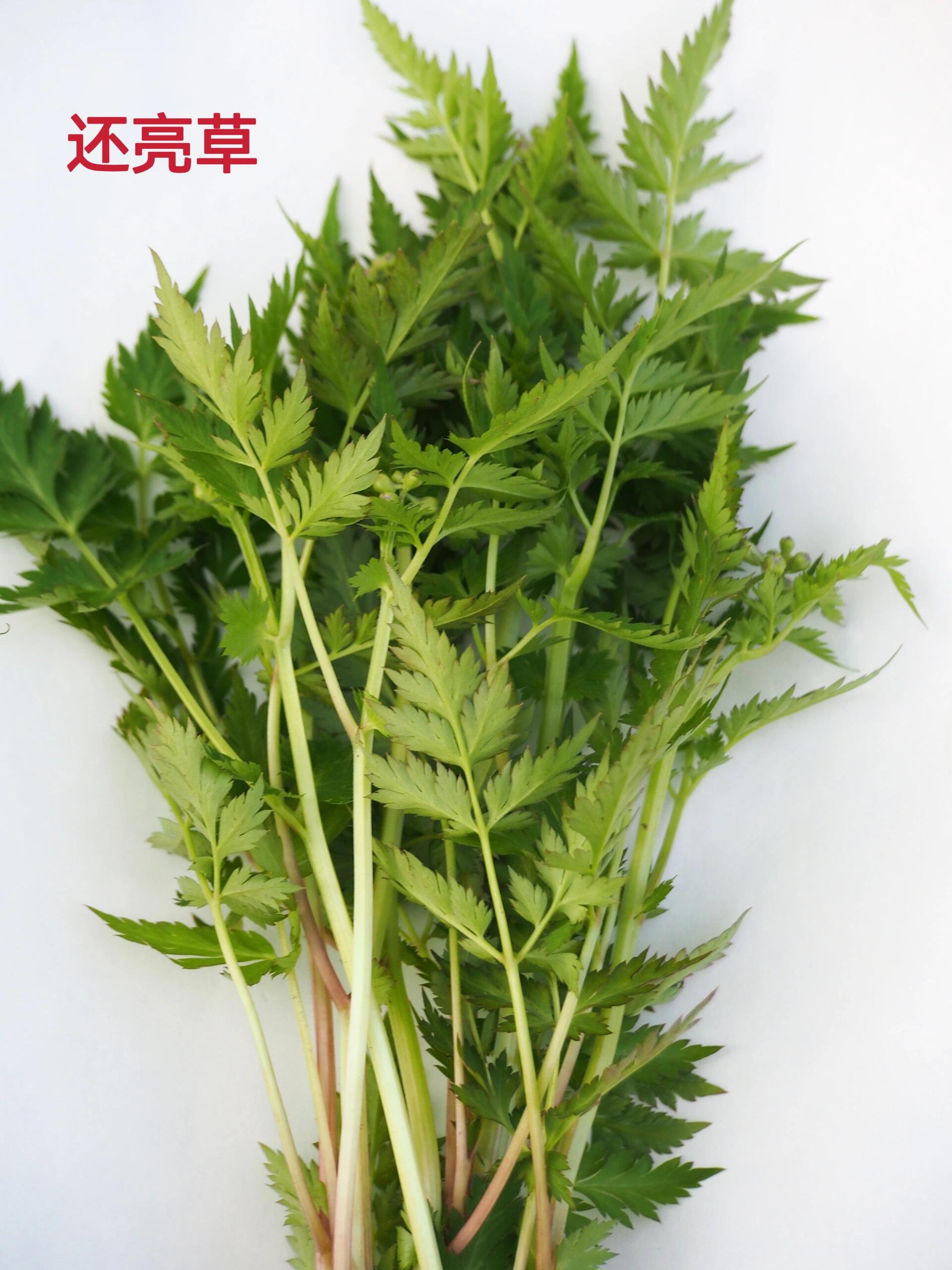 一张图教你辨别真假水芹菜(野芹菜) 最近看到不少薯友把蛇床子采回家