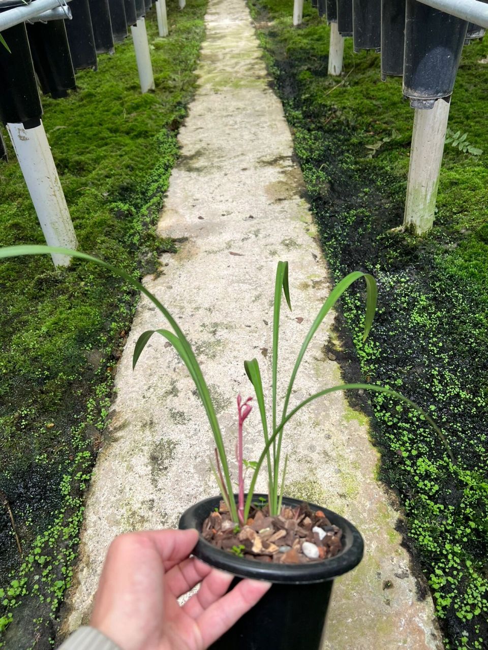 建兰花仙子(东方仙子) 花仙子又名荷塘仙子,东方仙子,花开荷型水仙辦
