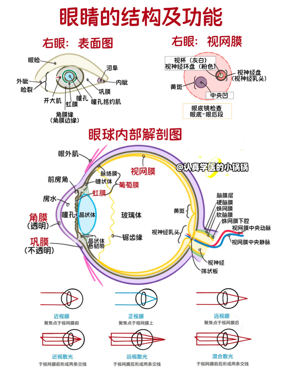 眼球的基本结构图图片