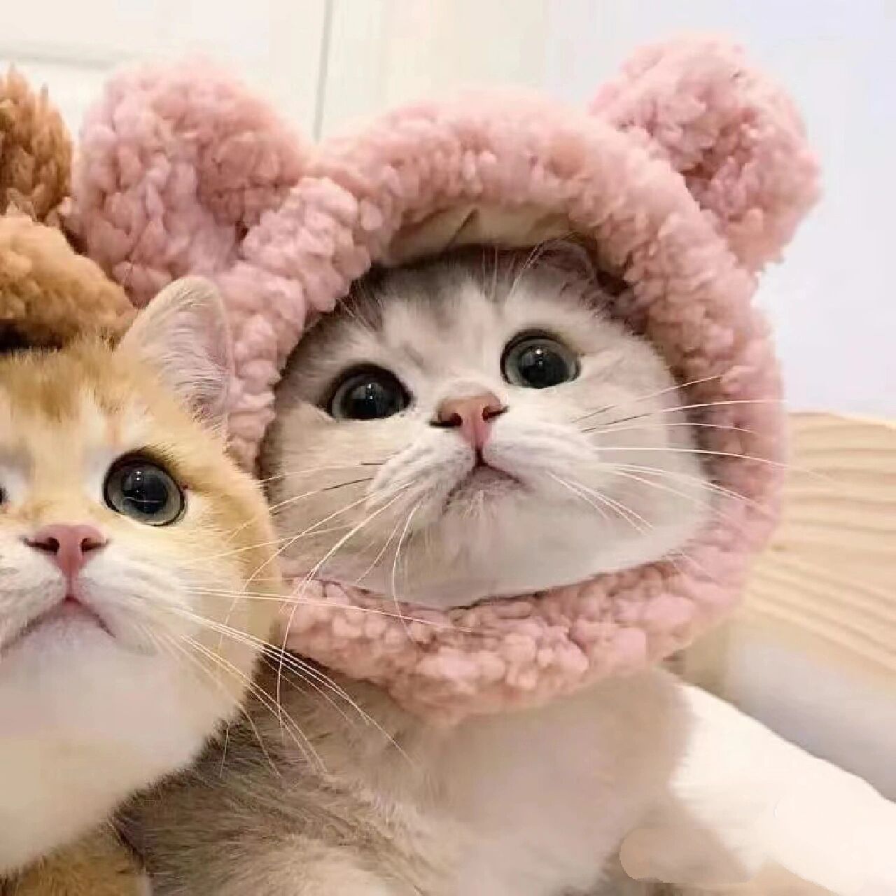 动物情侣头像(1)