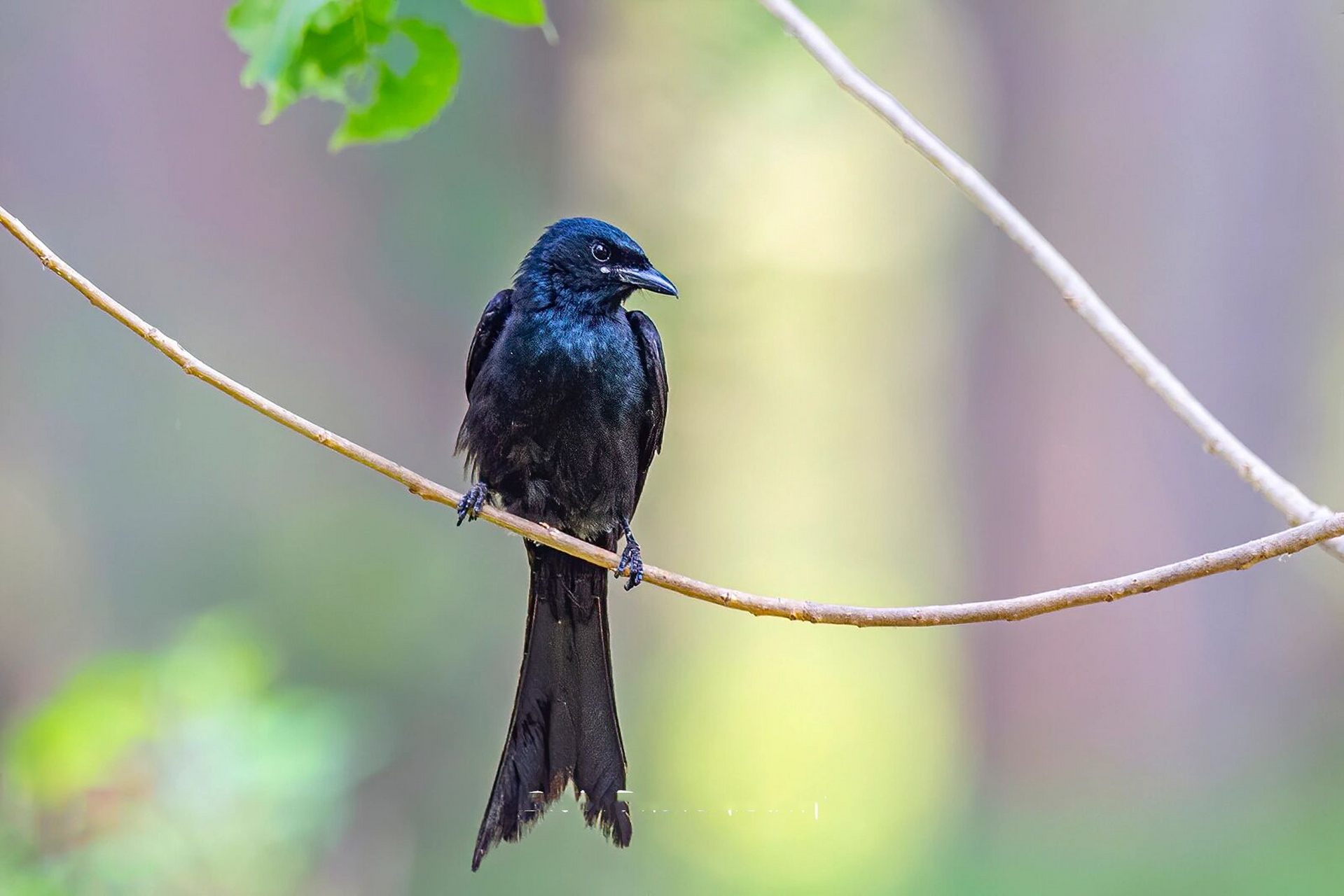 每日一鸟70-酷爱站桩站电线的黑卷尾 black drongo黑卷尾 图片摄于