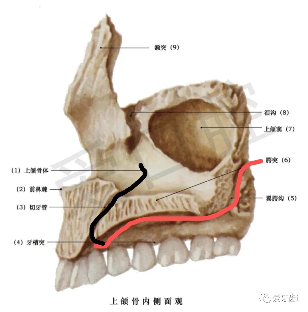 上颌骨与下颌骨位置图图片