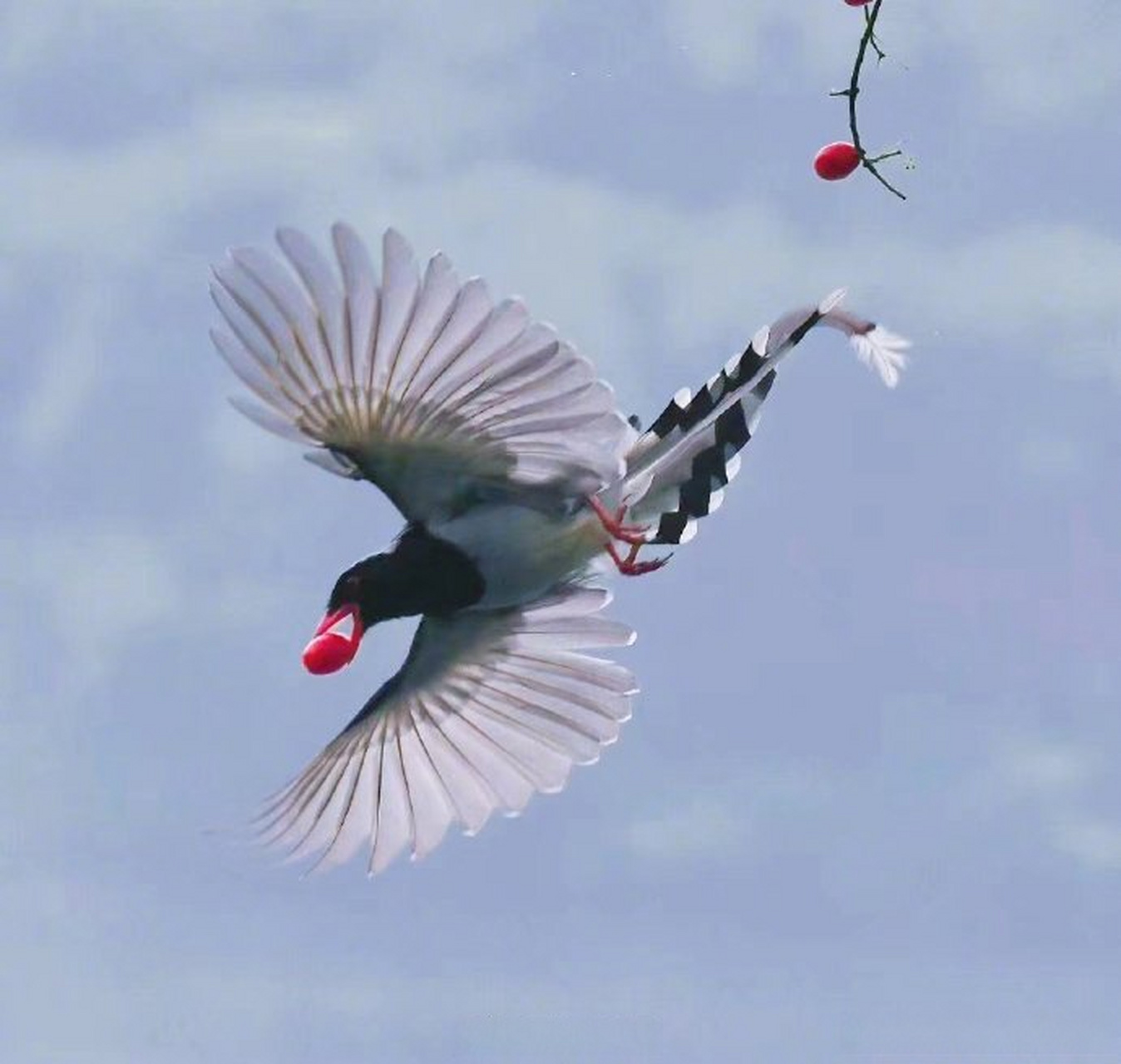 西湖边飞来了代表幸福的"青鸟",它们的学名叫红嘴蓝鹊,是鸟类当中的