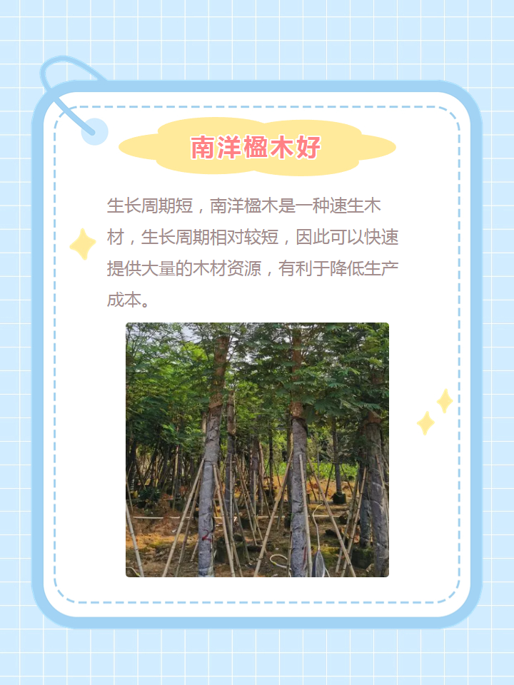 南洋楹木和橡胶木哪个好 9696950705 南洋楹木是一种优秀的