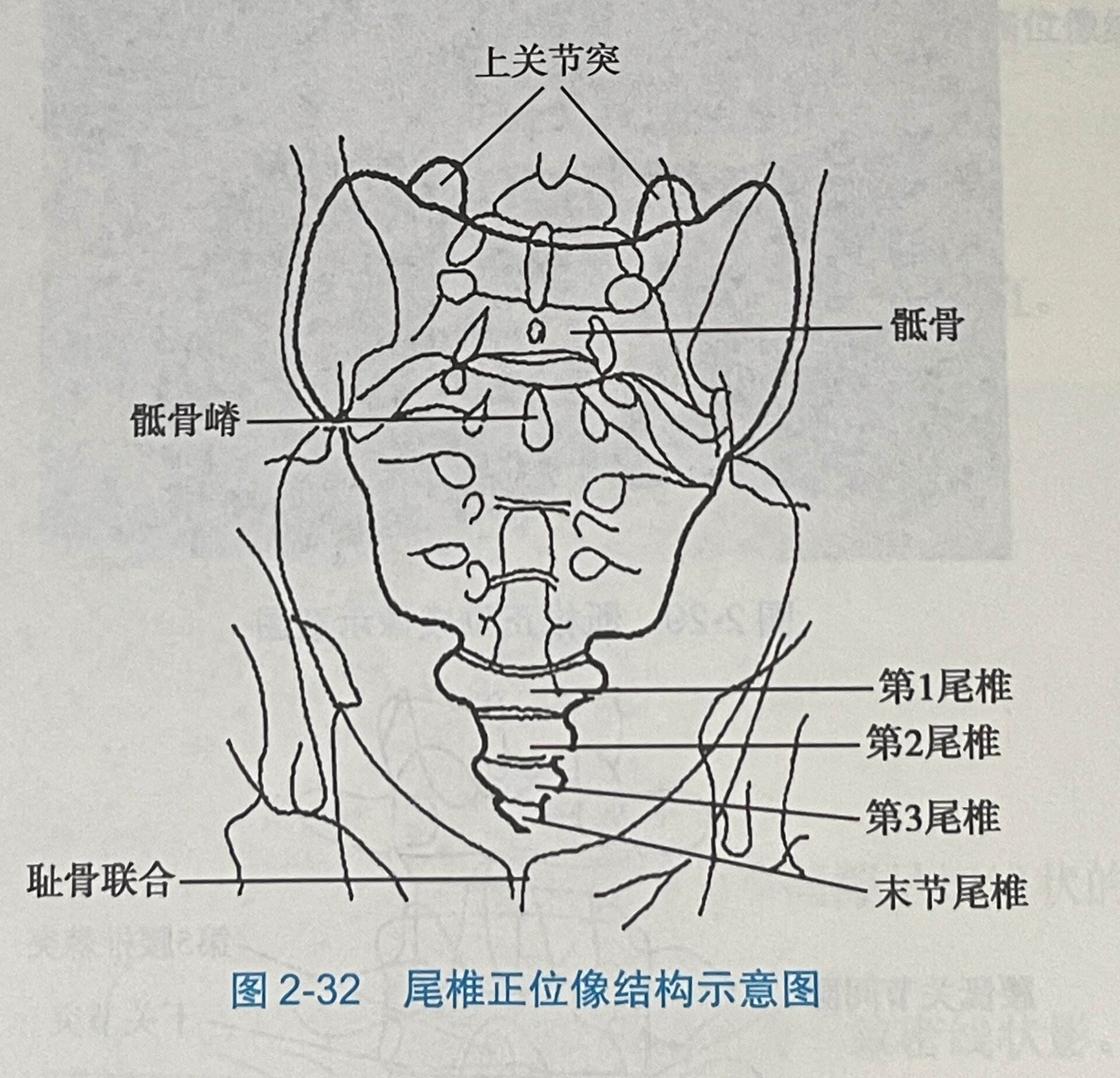 骶尾椎位置图片