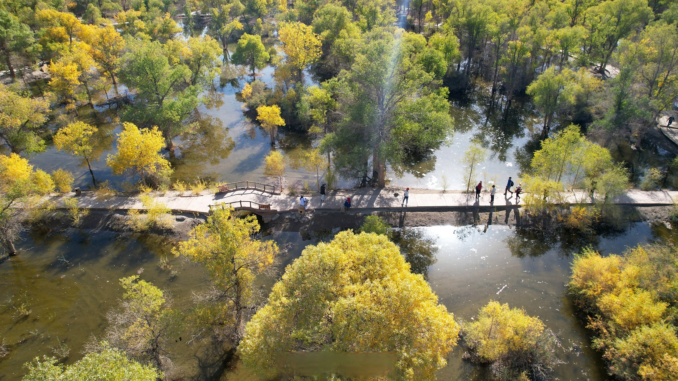 甘肃文旅网红创意大会# 金塔沙漠胡杨林景区是国家aaaa级旅游景区,是