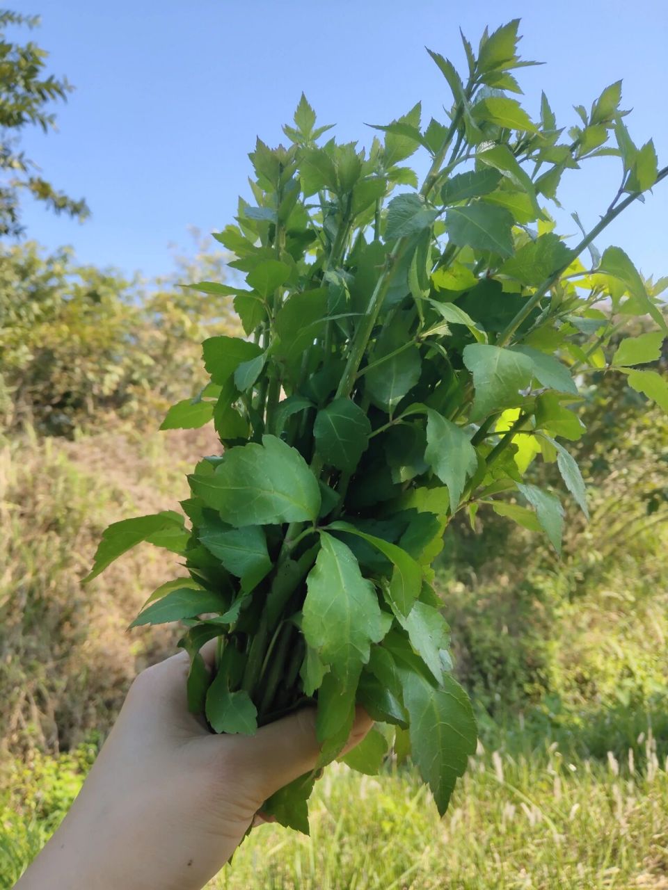 野生簕菜的吃法 鲫鱼簕菜汤,无敌~97 鲫鱼煎至金黄–加水煮滚–滚至