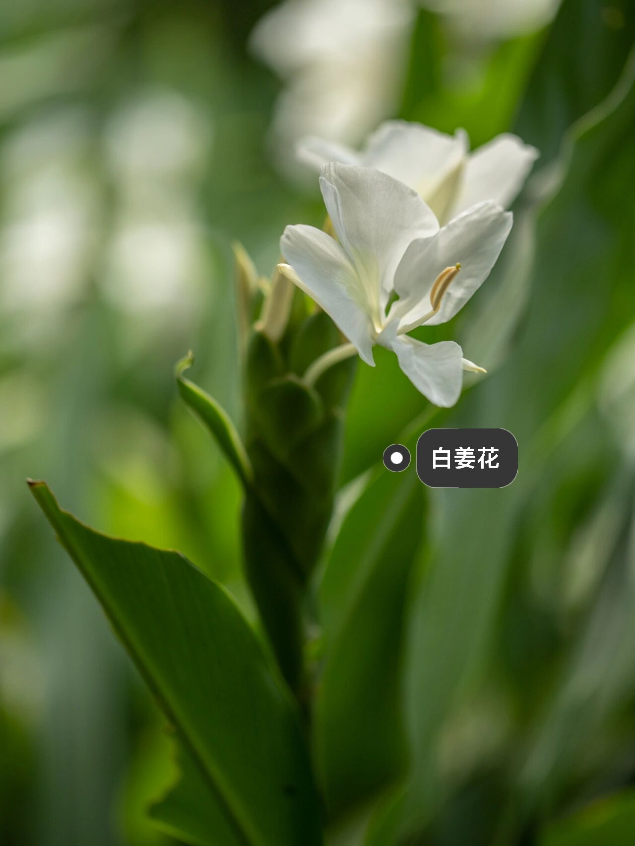 姜花不是生姜开的花 朋友工作室里的白姜花开了 味道像栀子 一大片的