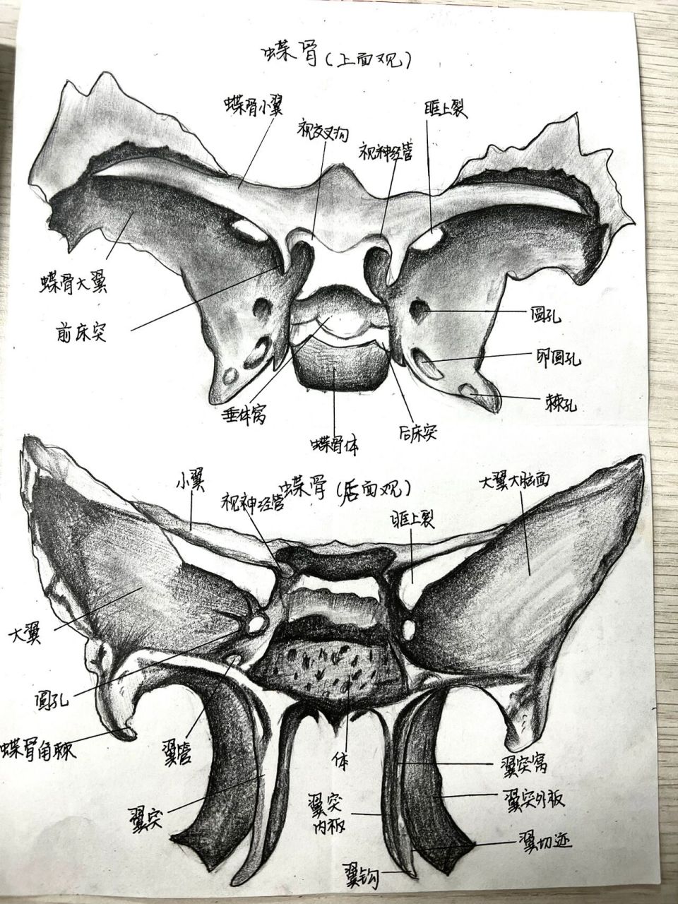 蝶骨高清手绘图图片