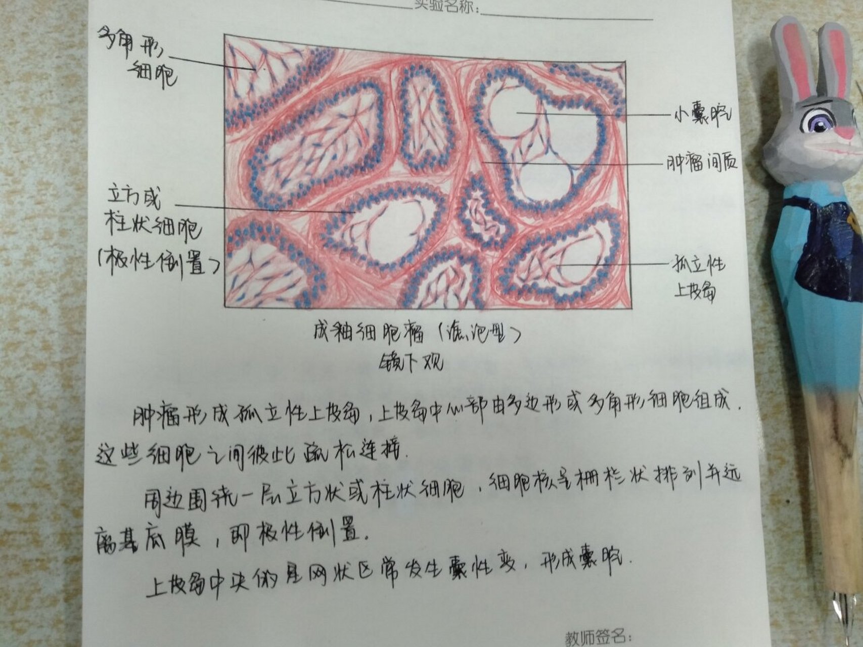 息肉红蓝铅笔手绘图图片