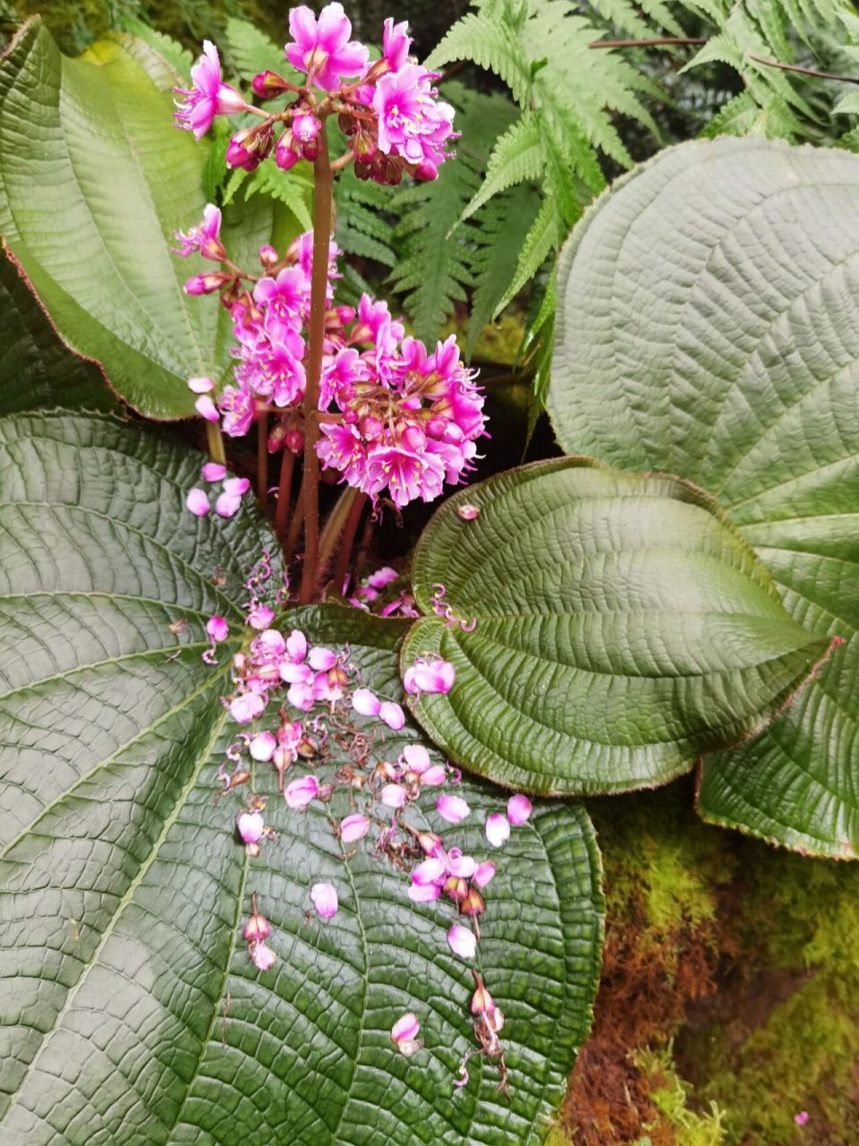 虎颜花,野牡丹科 虎颜花属,国家二级保护植物,分布于广东