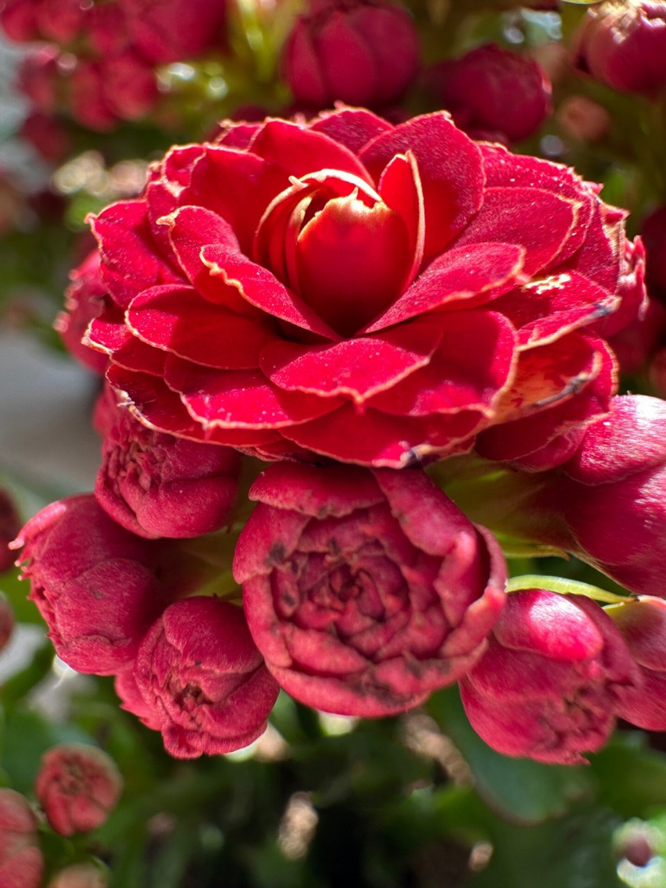 长寿花|火狐狸 火焰红丝绒 鲁比欧02    长寿花火狐狸02,长寿花