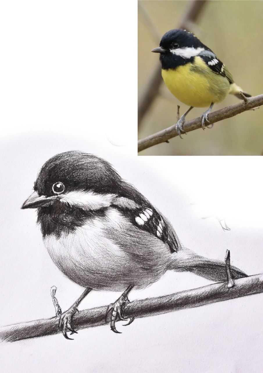 线上教学员画的鸟,素描动物线上课809010 素描动物小鸟,可以对照