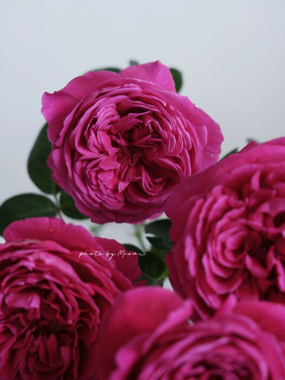 每日识花|盛间春事 月季伊芙酒窖 深酒红色的伊芙酒窖,大马士革玫瑰