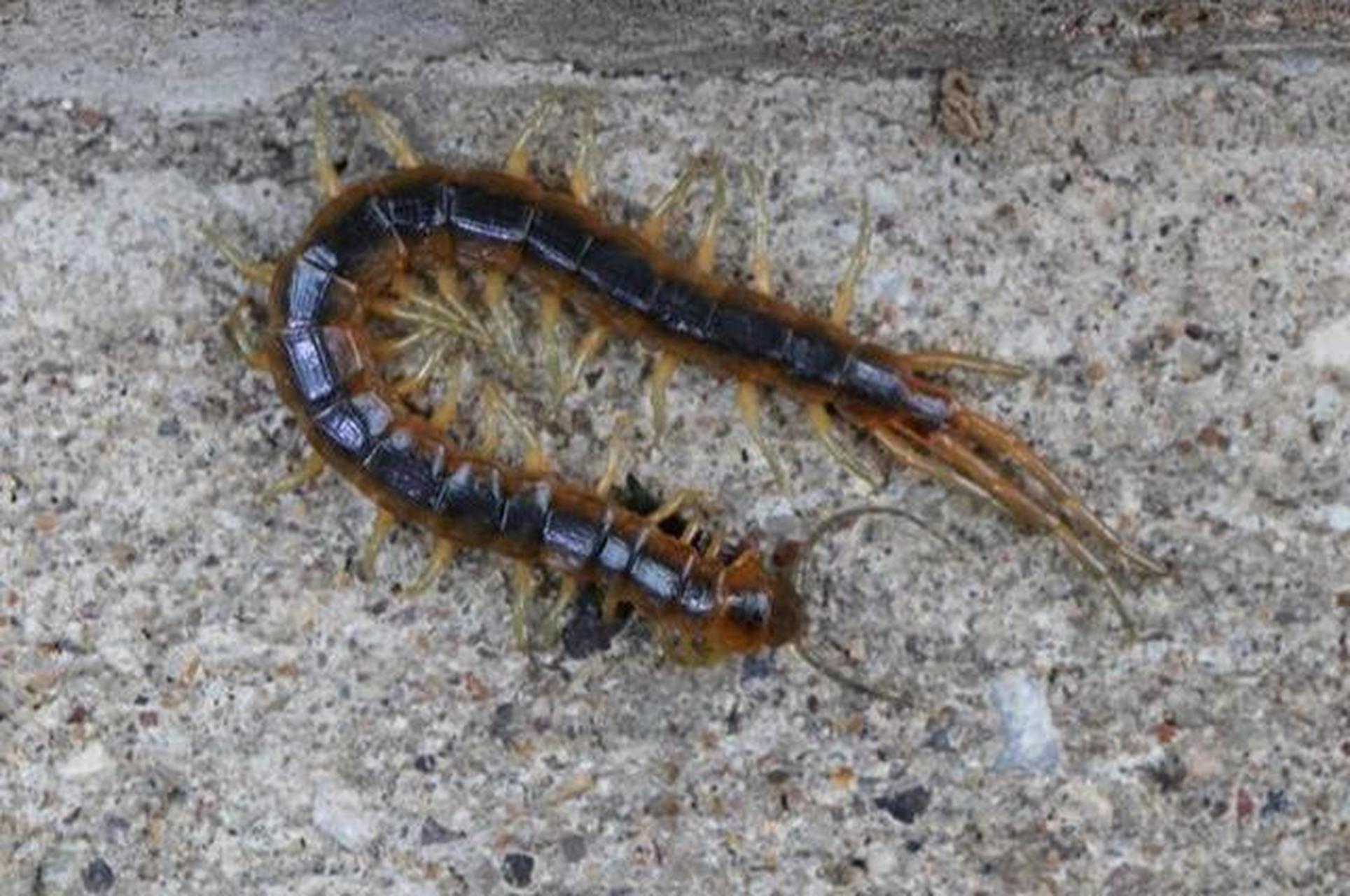 我们经常会在毛巾里发现蜈蚣,当拿起毛由的时候,突然跳出一只长长的