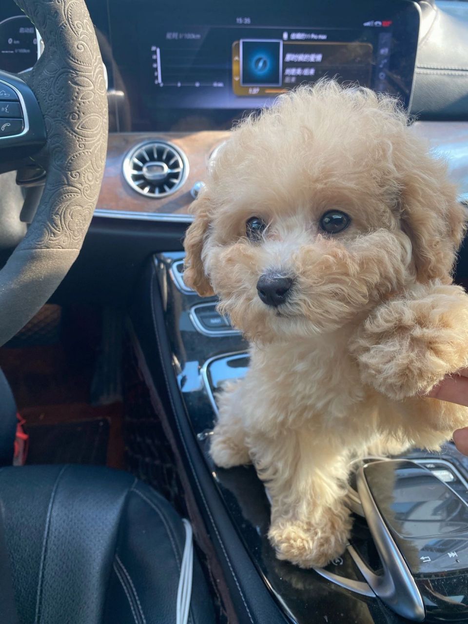 大家说这是泰迪跟比熊的串串吗  大家说这是泰迪跟比熊的串串吗