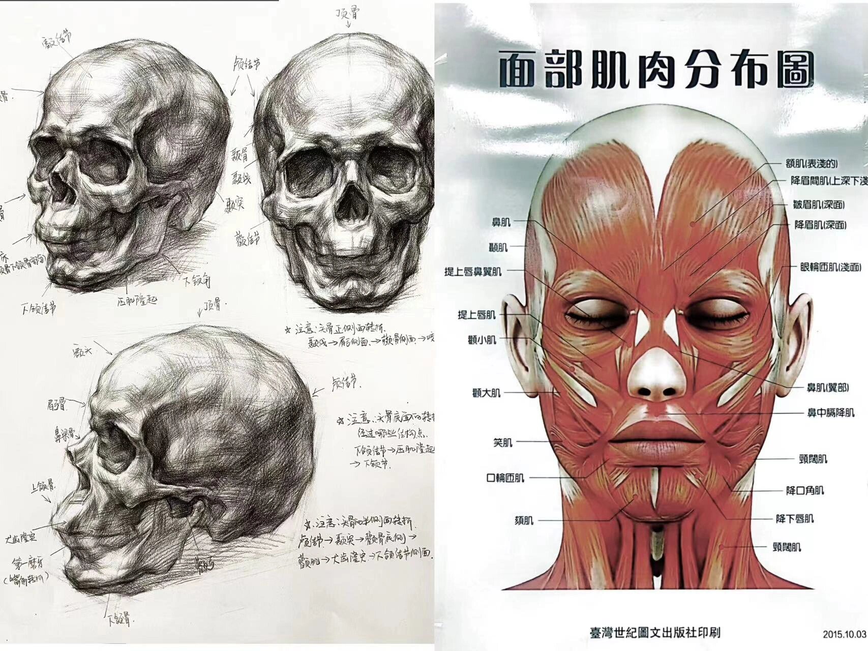 素描脸部肌肉详细图片