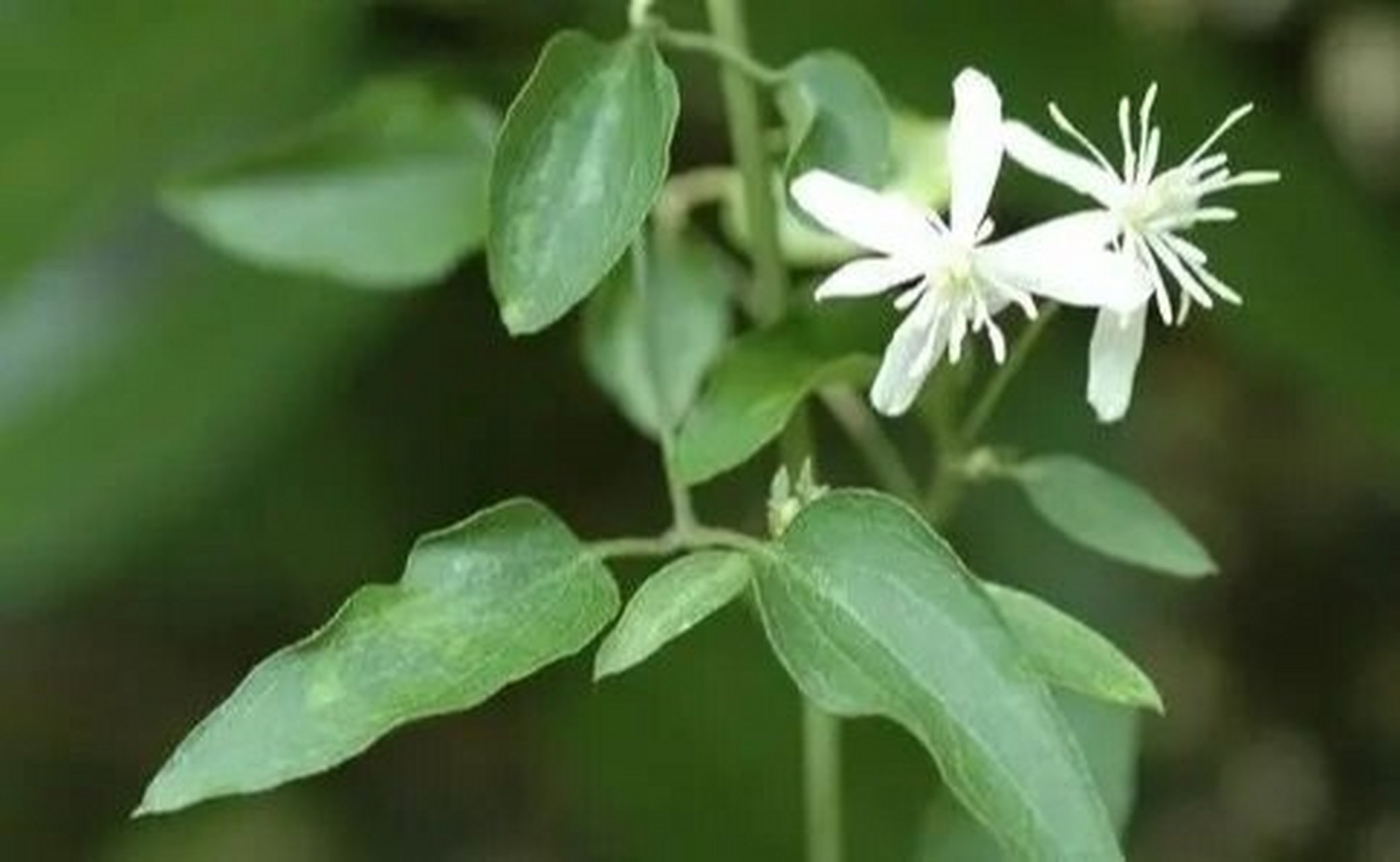 精彩诗图话中药之祛风湿药~威灵仙 威灵仙 祛风通络利关节, 药力威猛