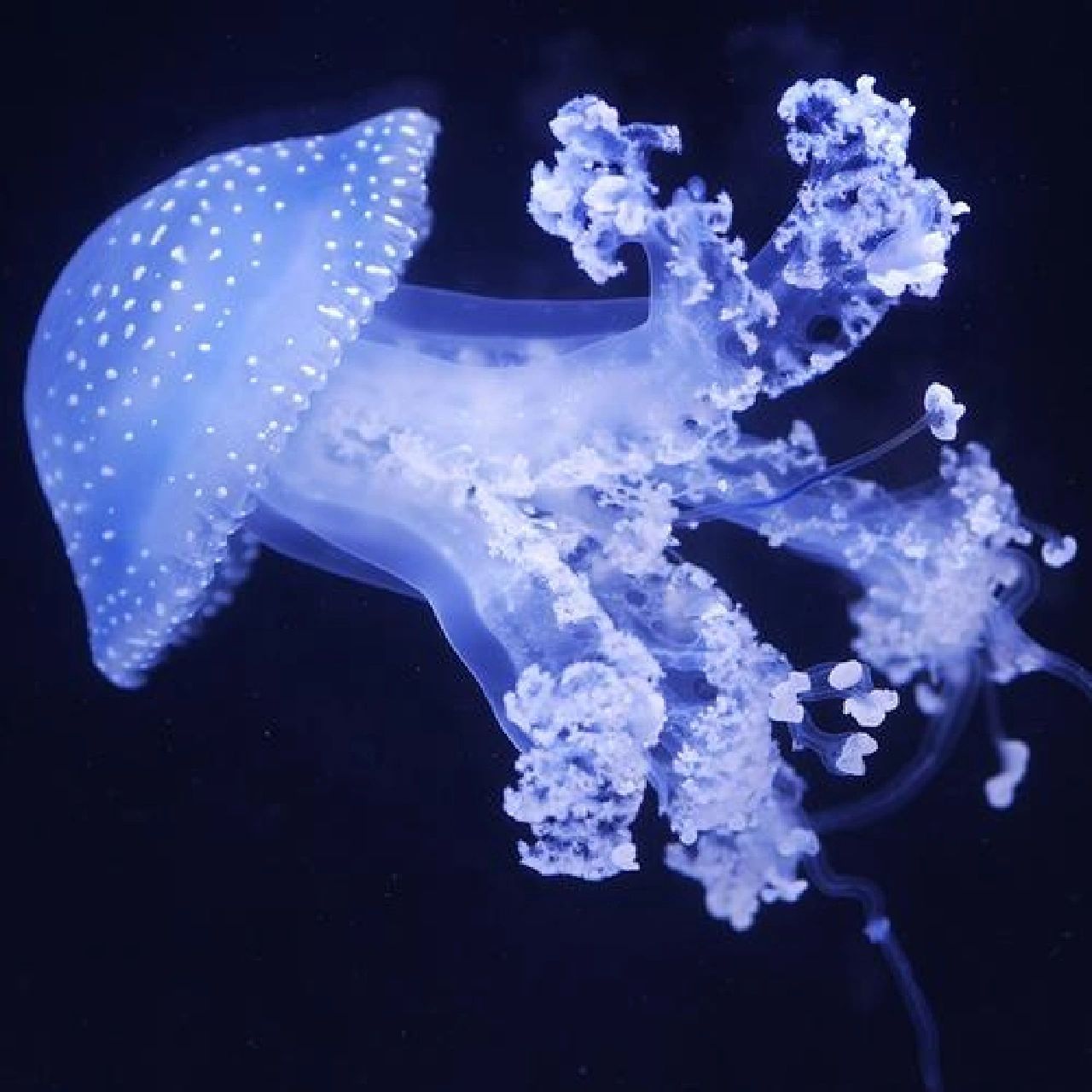 触手盛开的花77澳洲斑点水母 海洋中的水母是千姿百态的,而常见的