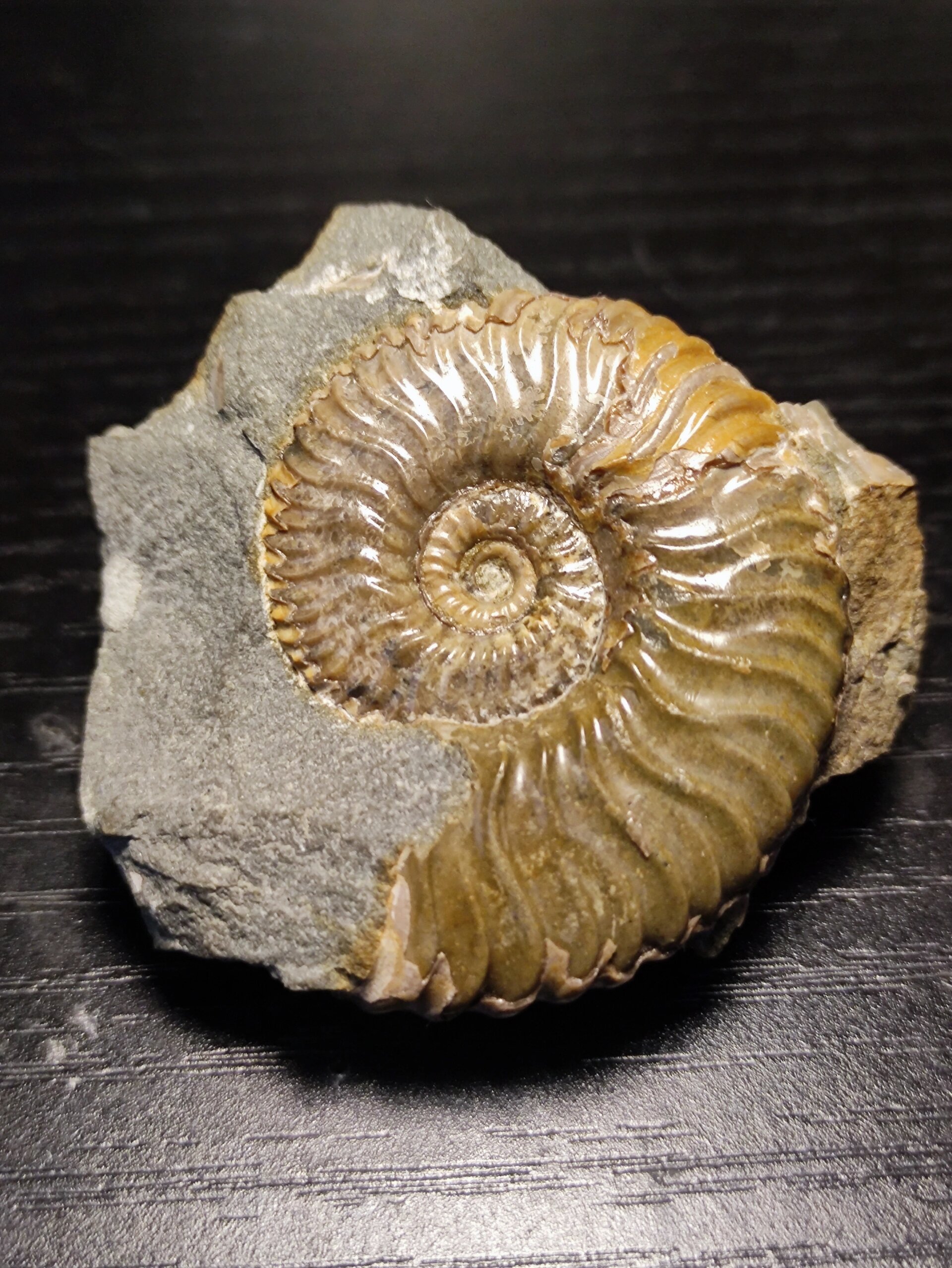 德莎菊石(deshayesites volgensis)