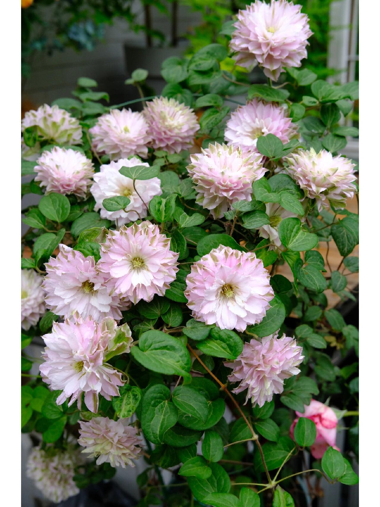 铁线莲 舞笑 (二类铁)