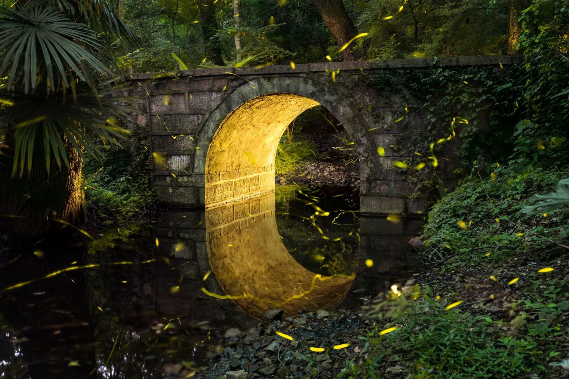 南京萤火虫已到观赏期!明孝陵6.15实拍!97 6.