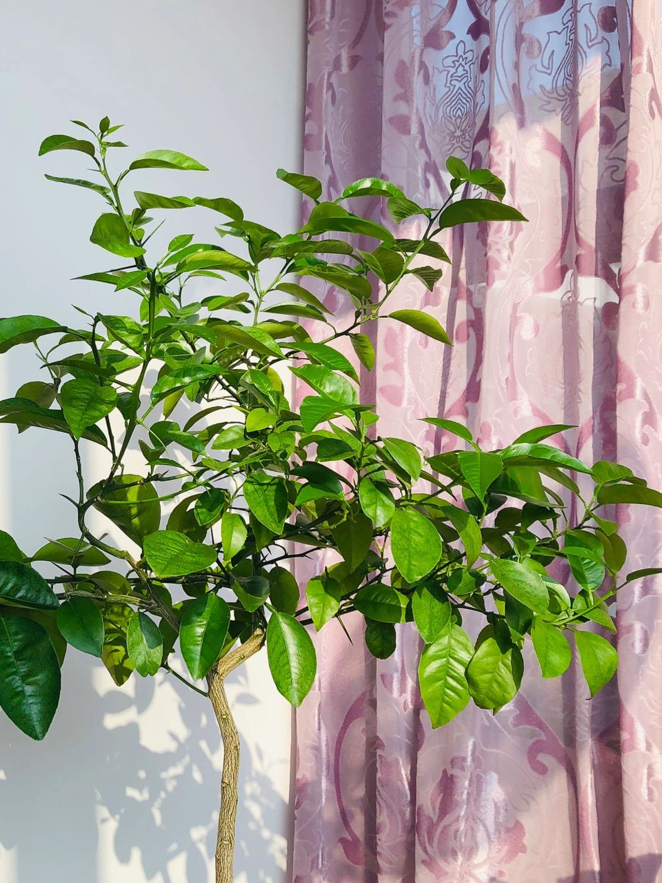 来报恩的酸角树|风靡一时的水果盆栽后来呢 记录曾经在公司养的下午茶