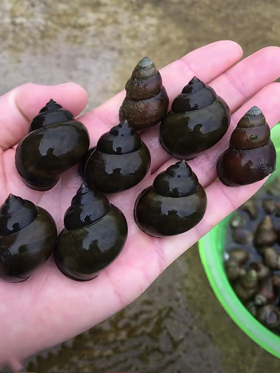 田螺福寿螺石螺,来分辨哈! 最近刷发现石螺田螺福寿螺很火,很多人不会