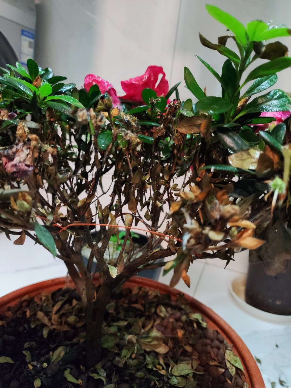 杜鹃花哗哗落叶子枯死为啥阿 刚开始很好,慢慢的就开始下面的叶子发黑