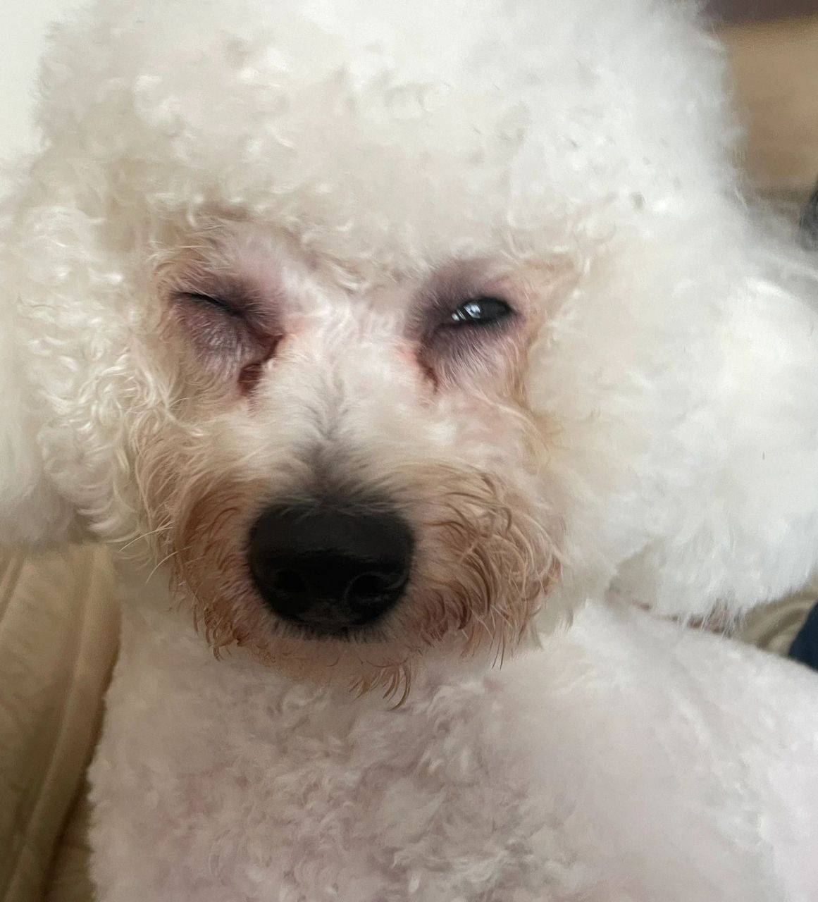 狗狗眼睛睁不开了 今天送它去美容 回家我就发现它眼睛睁不开了一直流