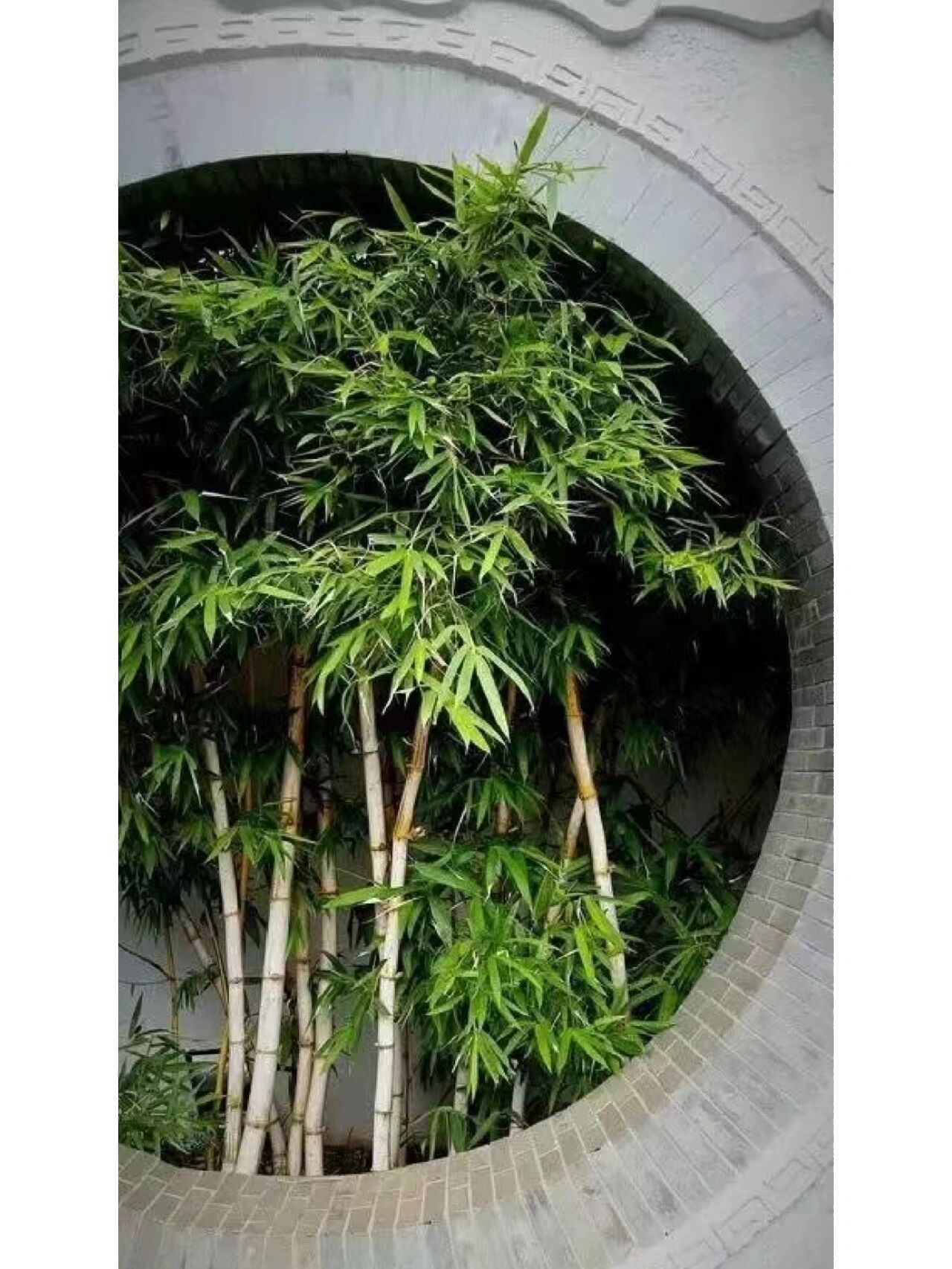 庭院适合种植的竹子推荐