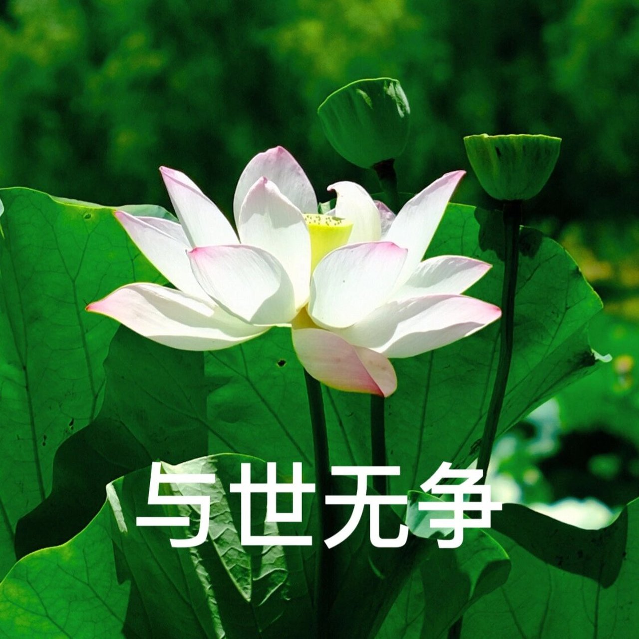 莲花头像带字图片