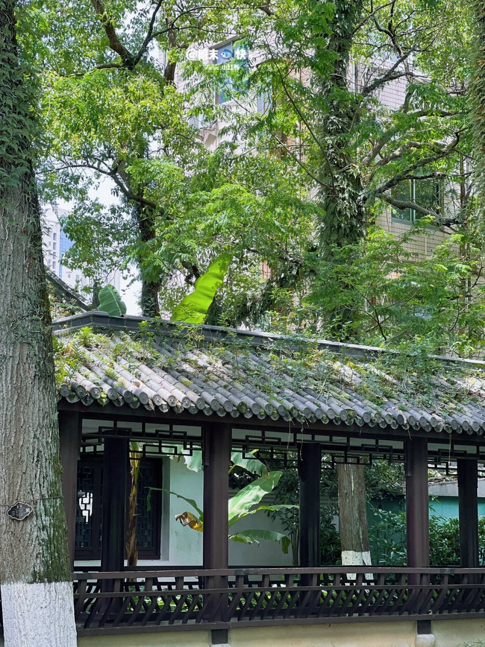 温州|闹市区的一隅静谧917415墨池公园 - 市中心的小众公园