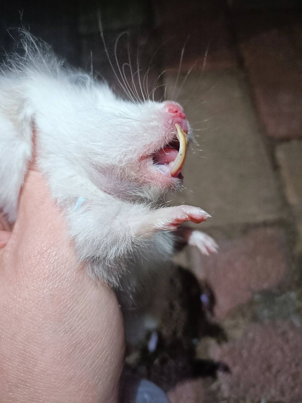 深夜加个班,给一个姐姐家的鼠剪牙 67不磨牙的危害(如图)牙齿会