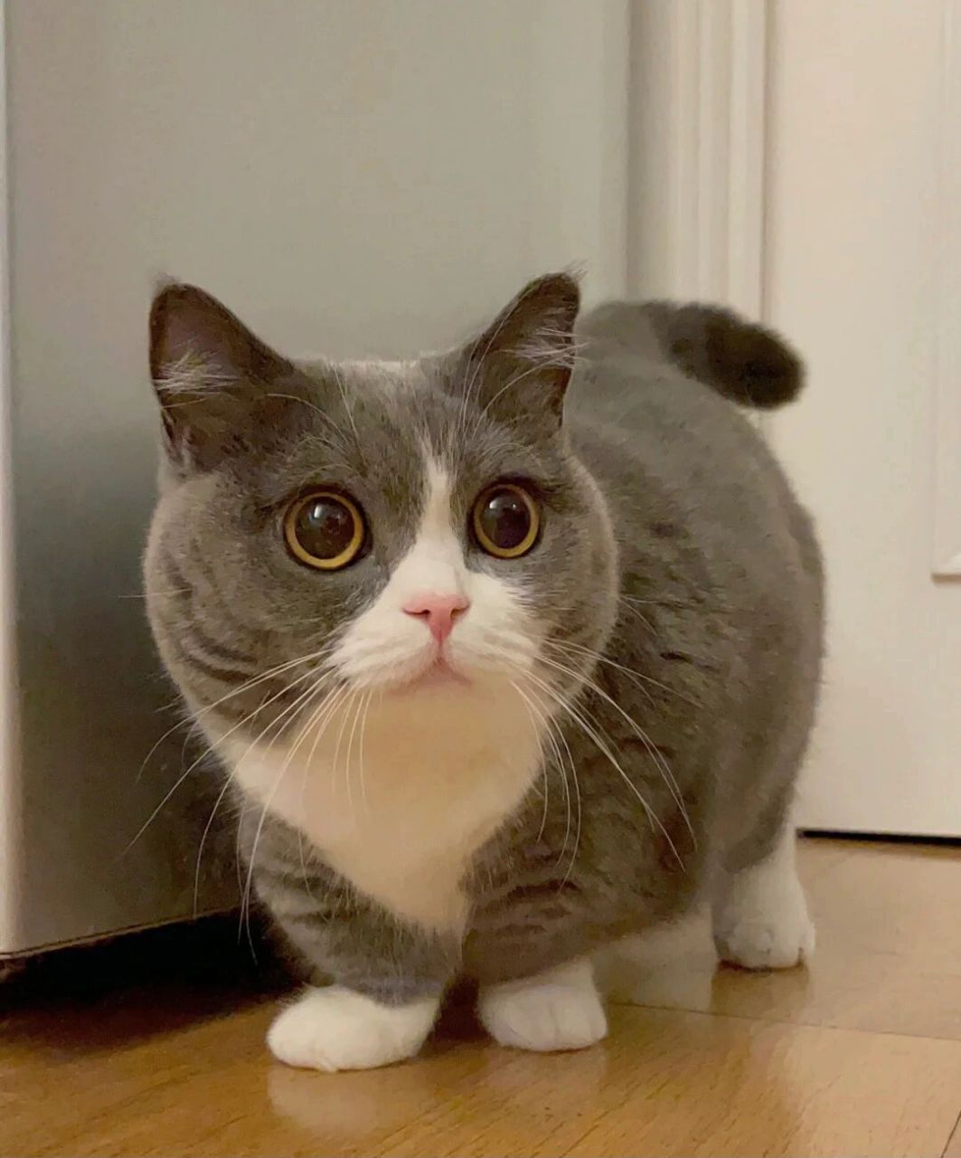 为什么不建议养英短蓝白猫咪?